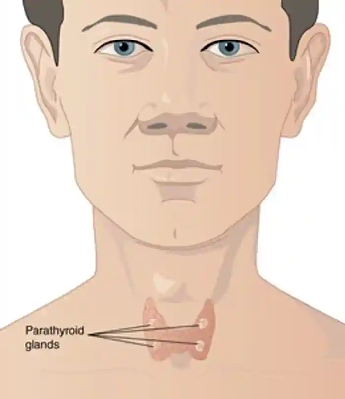 The <a tabindex='0' class='popover-dismiss' href='/glands/parathyroid-glands/' data-target-type='infoSheet' data-target-url='/glands/parathyroid-glands/' data-bs-toggle='popover' data-bs-trigger='focus' title='parathyroid glands' data-bs-content='1449' >parathyroid glands</a> are located in the neck just behind the butterfly-shaped thyroid gland